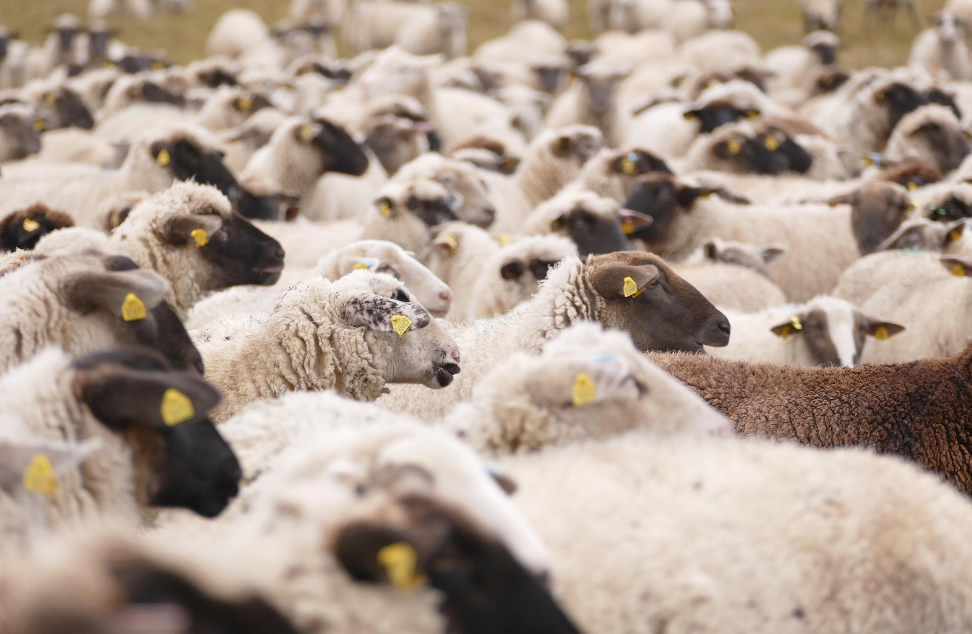 smoms_photography-sheeps-6828766_1920